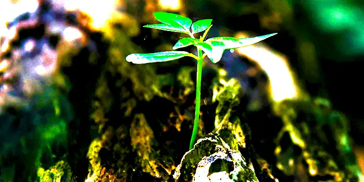 Learn exactly how to withdraw KiwiSaver for your first home deposit in NZ. Step-by-step guide covering eligibility, applications, and maximizing your withdrawal.